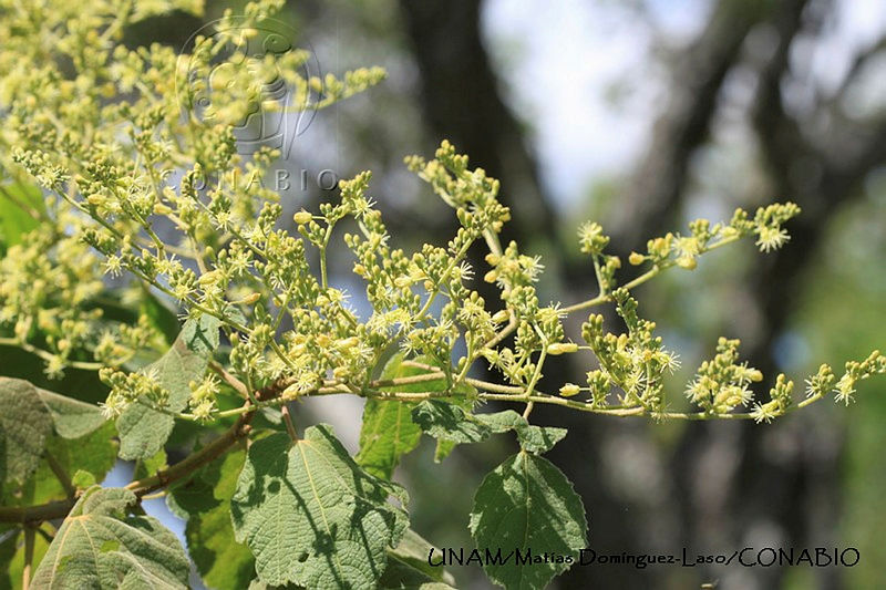 PJ016%200402%20Heliocarpus%20terebinthinaceus.JPG.nyf88I30McELrRVjQA3g0JtbmFja29CbnFuZ3NAbXJ6LGtwZwA.R7KKyVu48T