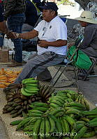 FBA0908 Musa paradisiaca.jpg