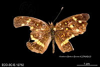 ME006 Entomo SCLC 0195 Anthanassa sp. 1.jpg