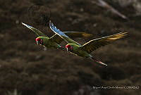 MASM07205 Ara militaris.jpg