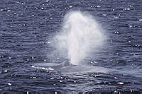 ELC0002 Balaenoptera musculus.jpg