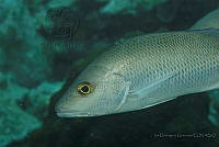 IDG1723 Lutjanus griseus.jpg