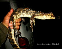 TE001 0190 Caiman crocodilus.jpg