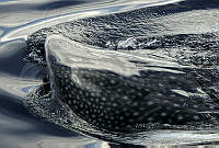 CNS0920 Rhincodon typus.jpg