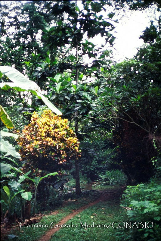 FGM3817%20Artocarpus%20altilis.JPG.hiiYotn0MY2JDytjQA3g0JtbmFja29CbnFuZ3NAbXJ6LGtwZwA.U49ufh yi2