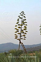 RG019 0391 Agave rhodacantha.jpg