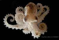 DMM011 Octopus bimaculoides.jpg