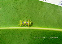 FN005 9 048 Euclea cippus.jpg