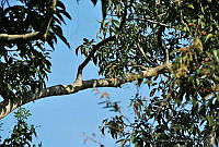 CD0293 Melanerpes aurifrons.jpg
