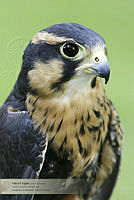 18_CNS0387 Falco femoralis.jpg