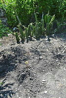 SG019 0293 Acanthocereus.jpg