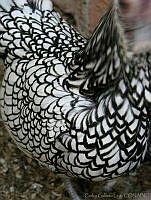 CGL1097 Gallus gallus.jpg