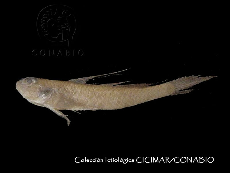 CICIMAR0067%20Bollmannia%20ocellata.jpg.rSfV4u 0MW1rZy9hQA3g0JtbmFja29CbnFuZ3NAbXJ6LGtwZwA.QBgtNDCmYr