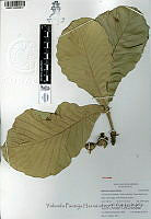 YPH3208 Quercus resinosa.jpg