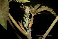Hueyap 0546 Ricinus communis L..jpg