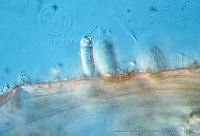 UNAMGAMZ-5 Chamaesiphon amesthistinus.jpg