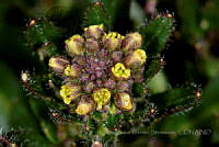 VWS055 Draba jorullensis.jpg