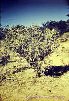 3212 Opuntia arbuscula.jpg