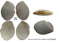 KT014 0339 Rexithaerus secta.JPG