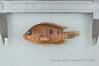 SGQ1449 Herichthys carpintis.jpg