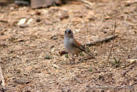 XVP0011 Junco phaeonotus.jpg