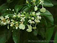 SHSM0014 Calycophyllum candidissimum.jpg