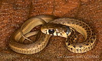ECA0316 Thamnophis godmani.jpg