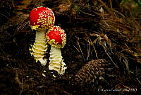 EGP0346 Amanita muscaria.jpg
