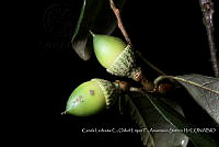 Atleq 0294 Quercus oleoides.jpg