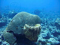 VDLCF0827 Geodia neptuni.jpg