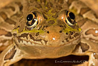 ECA0241 Lithobates chiricahuensis.jpg