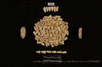 JMHCyJDDLC2769 Zea mays ssp. mays.JPG