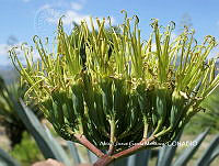 AJGM0005 Agave americana var. oaxacensis.JPG