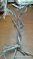 MRG-2017-69 Tillandsia intermedia (MRG-23jun17-b).JPG