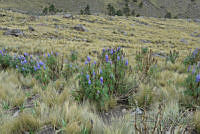 VWS074 Lupinus montanus.jpg