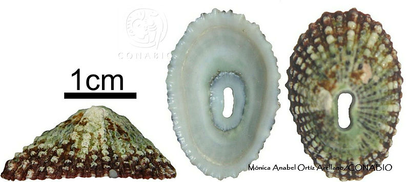 KT014%200755%20Fissurella%20gemmata.JPG.rSepi4r0MQnhS NhQA3g0JtbmFja29CbnFuZ3NAbXJ6LGtwZwA.YPeKcwKuco