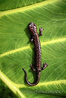 EGP0431 Bolitoglossa oaxacensis.JPG