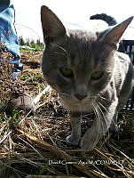 SG002 0264 Felis catus.jpg