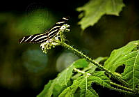 JR01 Heliconius charithonia.jpg