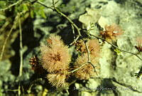 3540 Mimosa monancistra.jpg