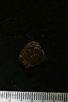 GFCC003 Dasypus bellus.jpg