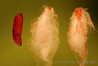 OIEA0020 Cactoblastis cactorum.jpg