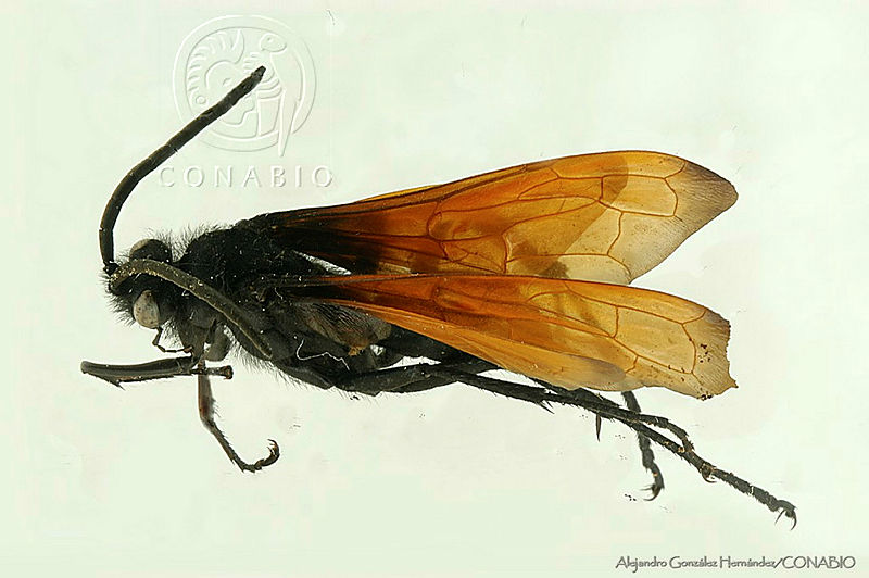 AGDE019 278%20Hemipepsis%20ustulata%20ssp.%20ustulata.jpg.rSfEiKz MW3 NSVhQA3g0JtbmFja29CbnFuZ3NAbXJ6LGtwZwA.Wgosqw1 LT