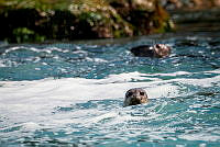 IDG Nat 0034 Phoca vitulina.jpg