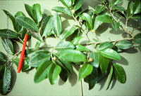 FGM3247 Brosimum alicastrum.JPG