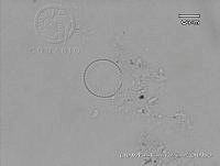KT018 0078 Cyclotella Pseudostelligera.jpg
