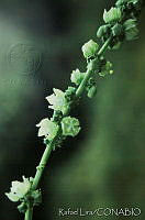 RLS0012 Sechium hintonii.jpg