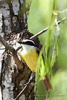 IMDOC0593 Pitangus sulphuratus.jpg