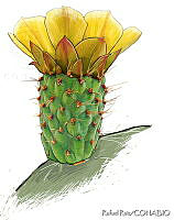 RR0019 Opuntia sp..jpg
