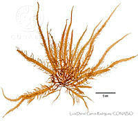 LDGR044 Grateloupia prolongata.jpg